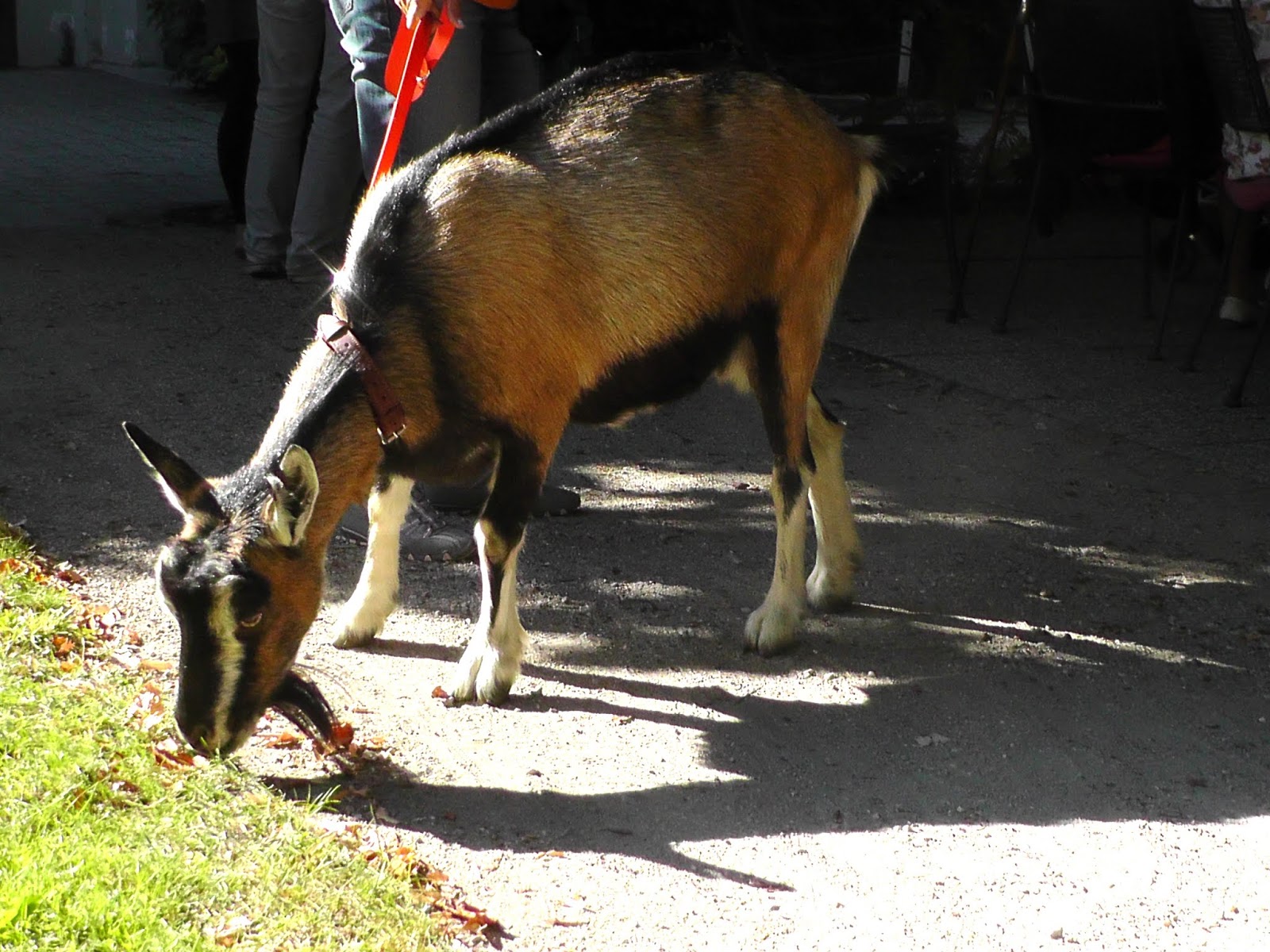 Das Unerklärliche paranormale Phänomene Tiere sind fühlende Lebewesen