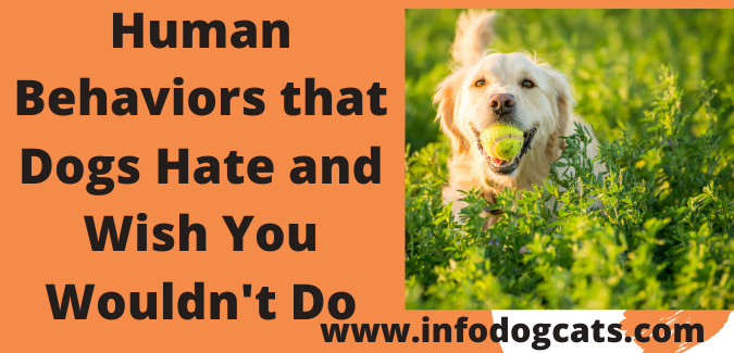 Human Behaviors that Dogs Hate and Wish You Wouldn't Do