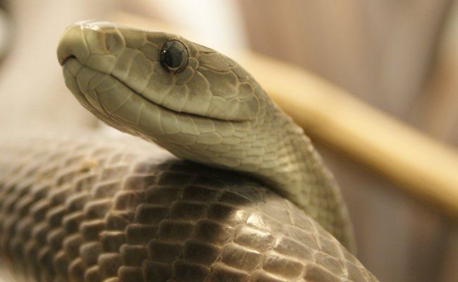 Youtuber si lascia mordere da un Mamba Nero e muore in diretta. Il Video rimosso da YouTube