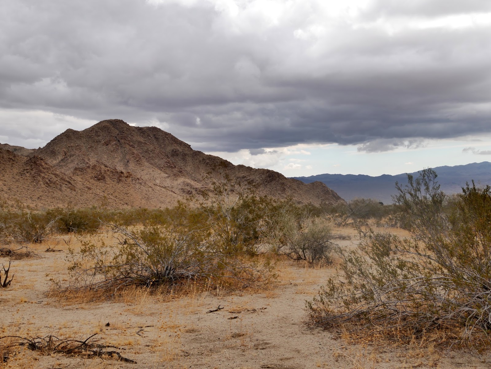 American Travel Journal Cottonwood Springs Road Joshua Tree National Park