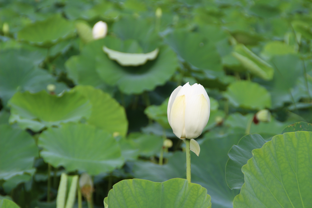 Stunning Lotus Season in South Korea Banyawol Lotus Field at Ansim