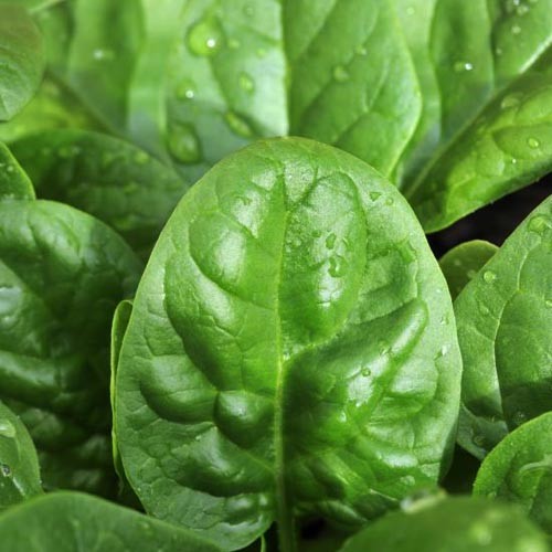 Το σπανάκι βοηθάει στο αδυνάτισμα – “κόβει” την τάση για γλυκά