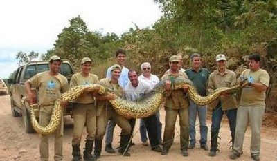The World Biggest Snakes