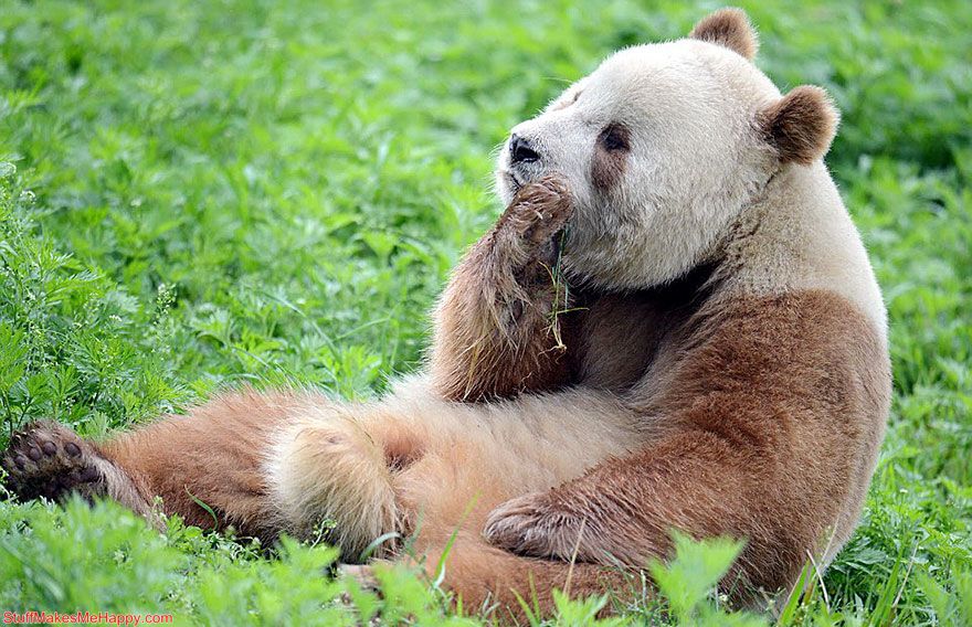 Meet Qizai - The World's Only White-Brown Panda Pictures