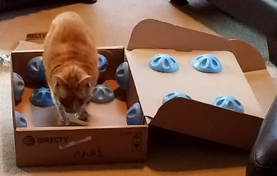 Rusty the cat in a box