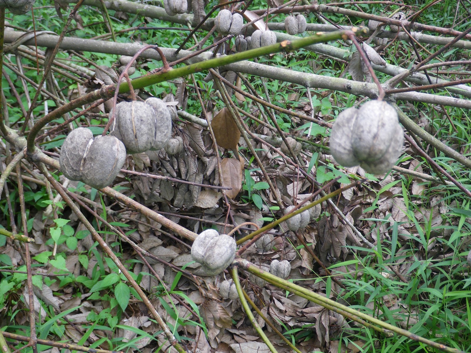 Mountain and Sea Rubber Fruit and Seed