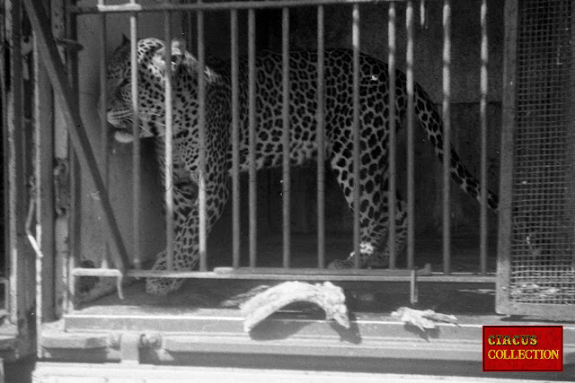 Les léopards du cirque Pinder  dans leurs roulotte cage à la ménagerie 