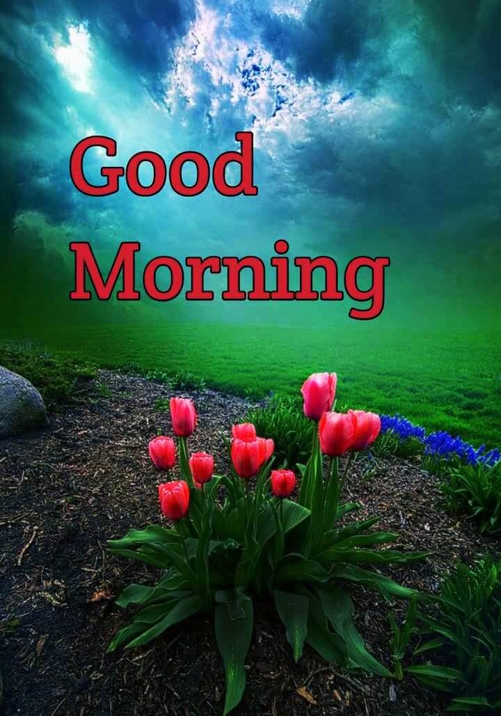 Best 444+ Good Morning Images Free Download For WhatsApp HD Download ...