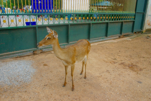 Welcoming all of us at the gate of the TIGER TEMPLE is this friendly young deer!