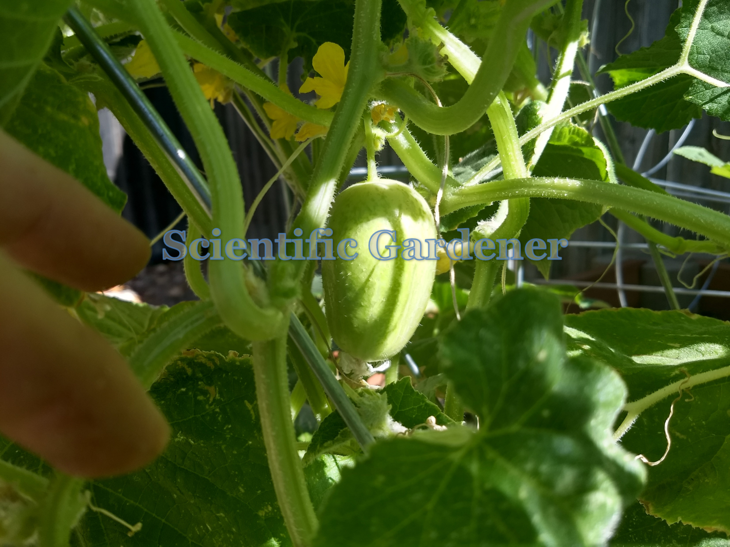 The Scientific Gardener The Crystal Apple Cucumber