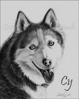 Siberian Husky Pet Portrait Drawing in Pencil by Award Winning Animal Artist Colette Theriault