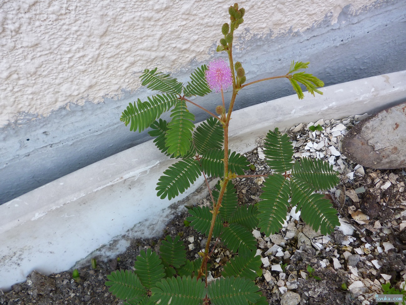 お辞儀草 オジギソウ 食べない方がいいでしょう 植物プチ写真図鑑2 食べられるの 食べられないの