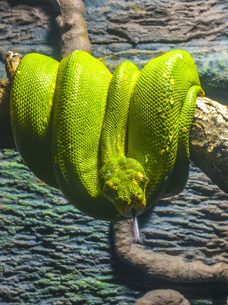 Snakes of around the world: Green Tree Python