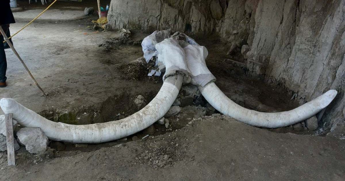 Over 800 Mammoth Bones Discovered in Massive Fossil Stash in Mexico