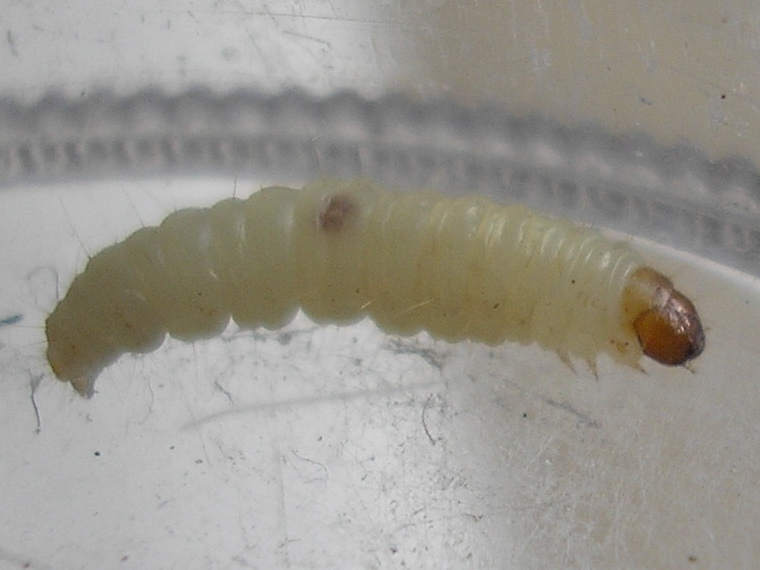 Dead Maggots Under A Cats Tail How To Get Rid Dead Maggots Under A Cats Tail How To Get Rid