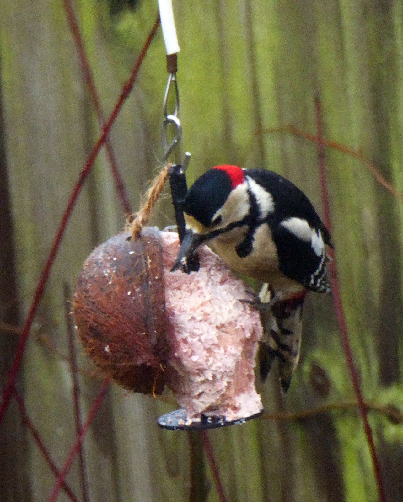 Wild and Wonderful: Great Spotted Woodpecker