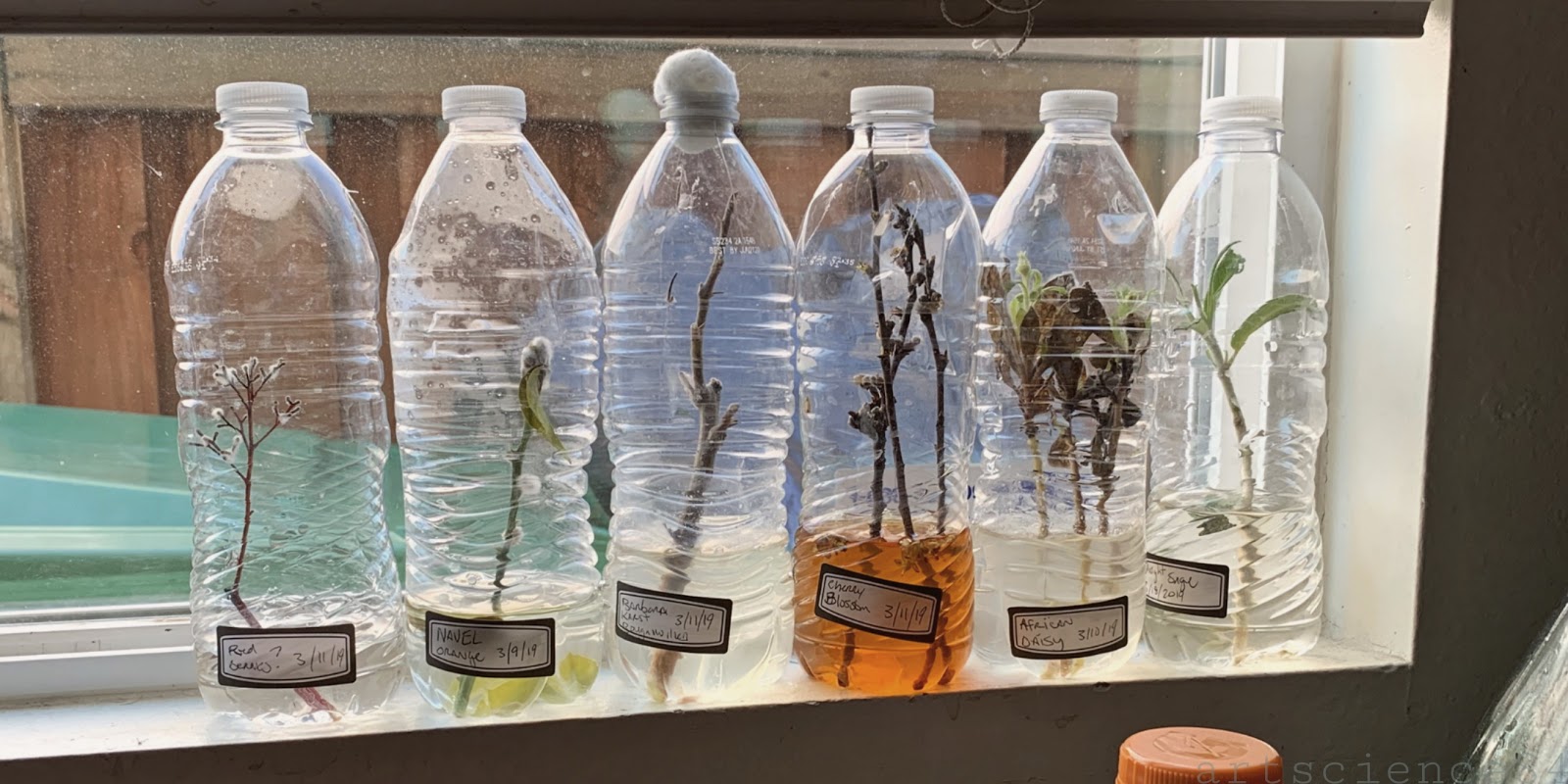 EARTH by artscience84 The Plastic Bottle Test Tube Method of Propagation