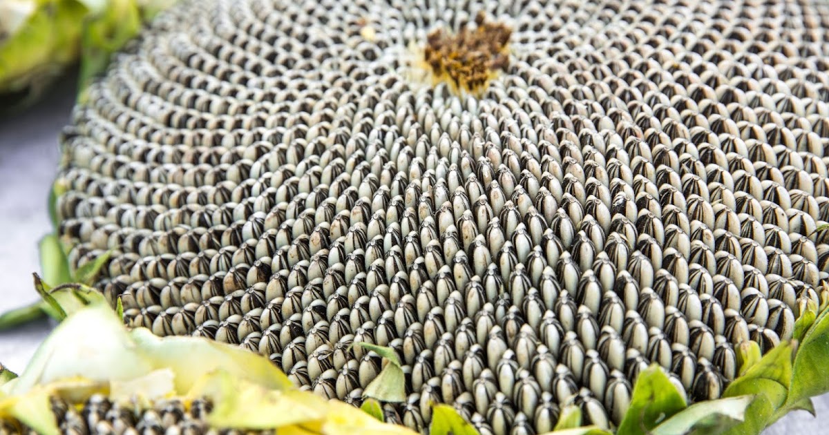 Sunflower Seeds Market Investigation Reveals Enhanced Growth during the