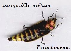 Pyractomena