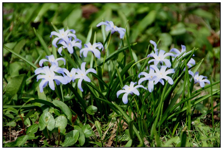 Käferchen lauter Blausternchen