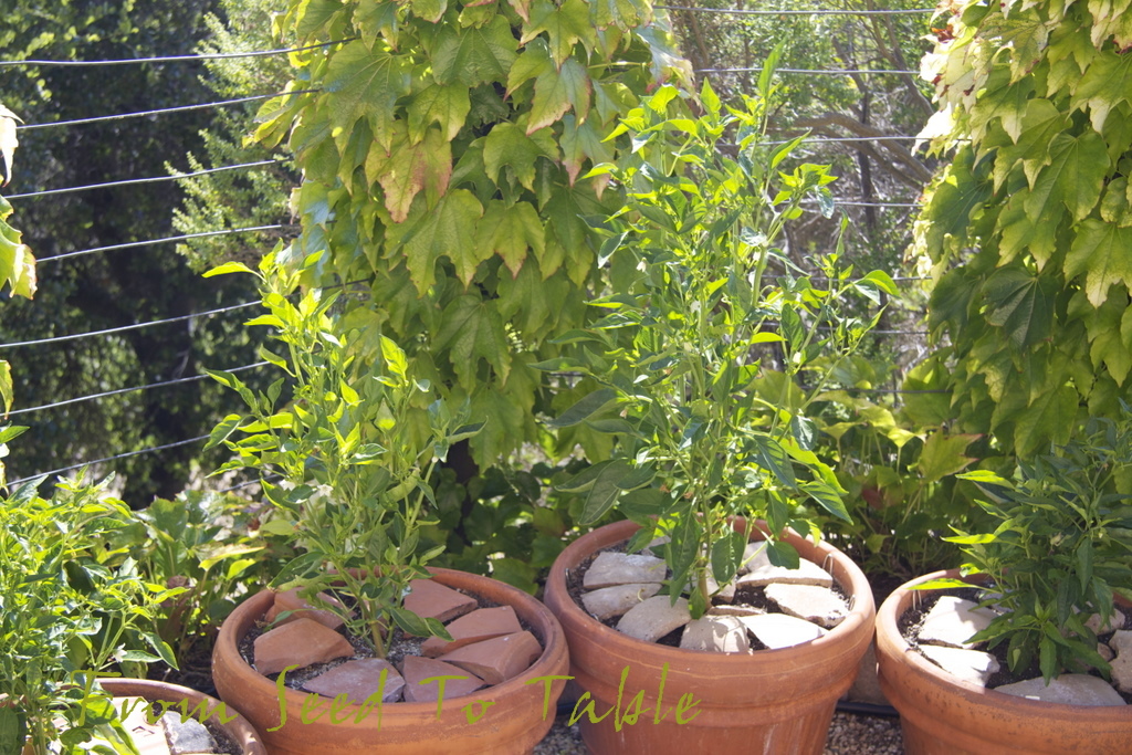 From Seed To Table The First Pimento de Padron Peppers!