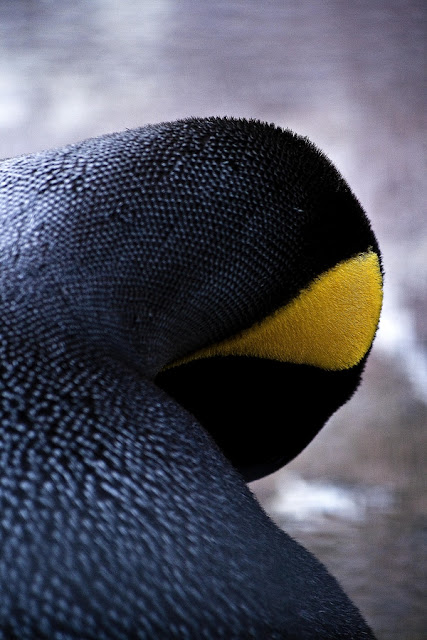 penguin picture