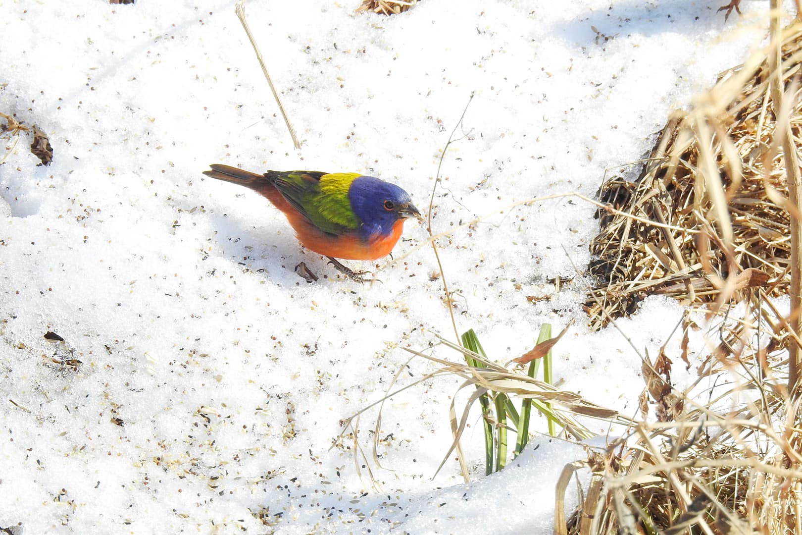 Terrierman's Daily Dose Painted Bunting, Great Falls, Maryland