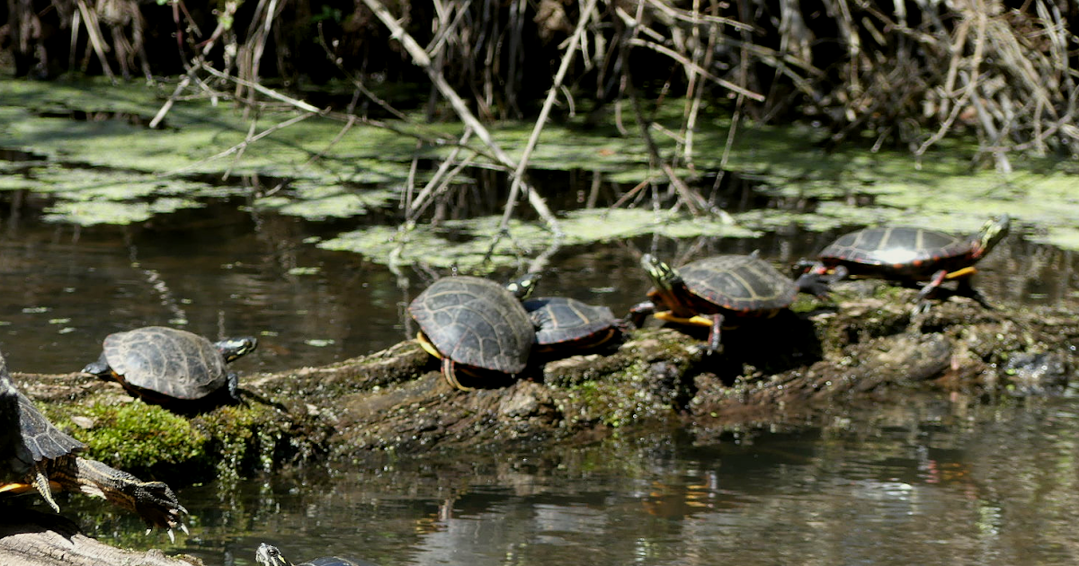 Eastern Painted Turtles