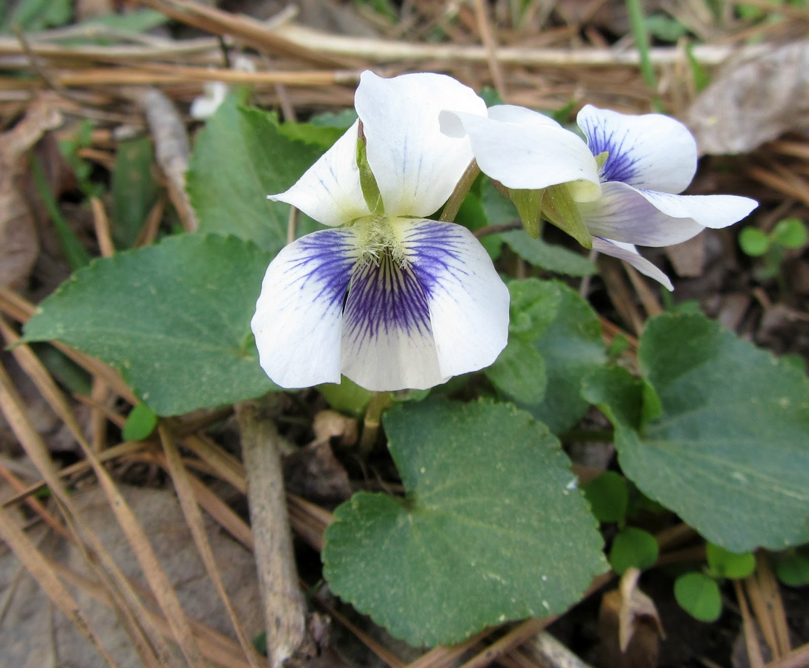 Using Native Plants Violets Are Blue Too