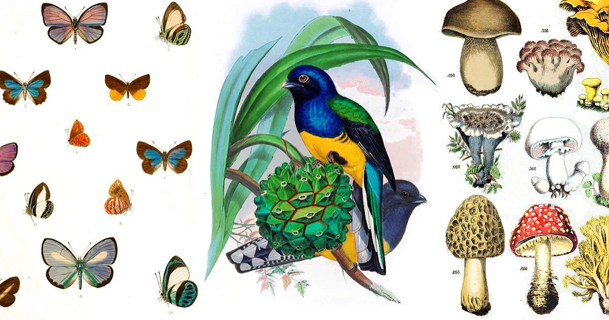 Bioterra: Liberan colección de 2 millones de ilustraciones de plantas,  hongos y animales para descarga gratuita