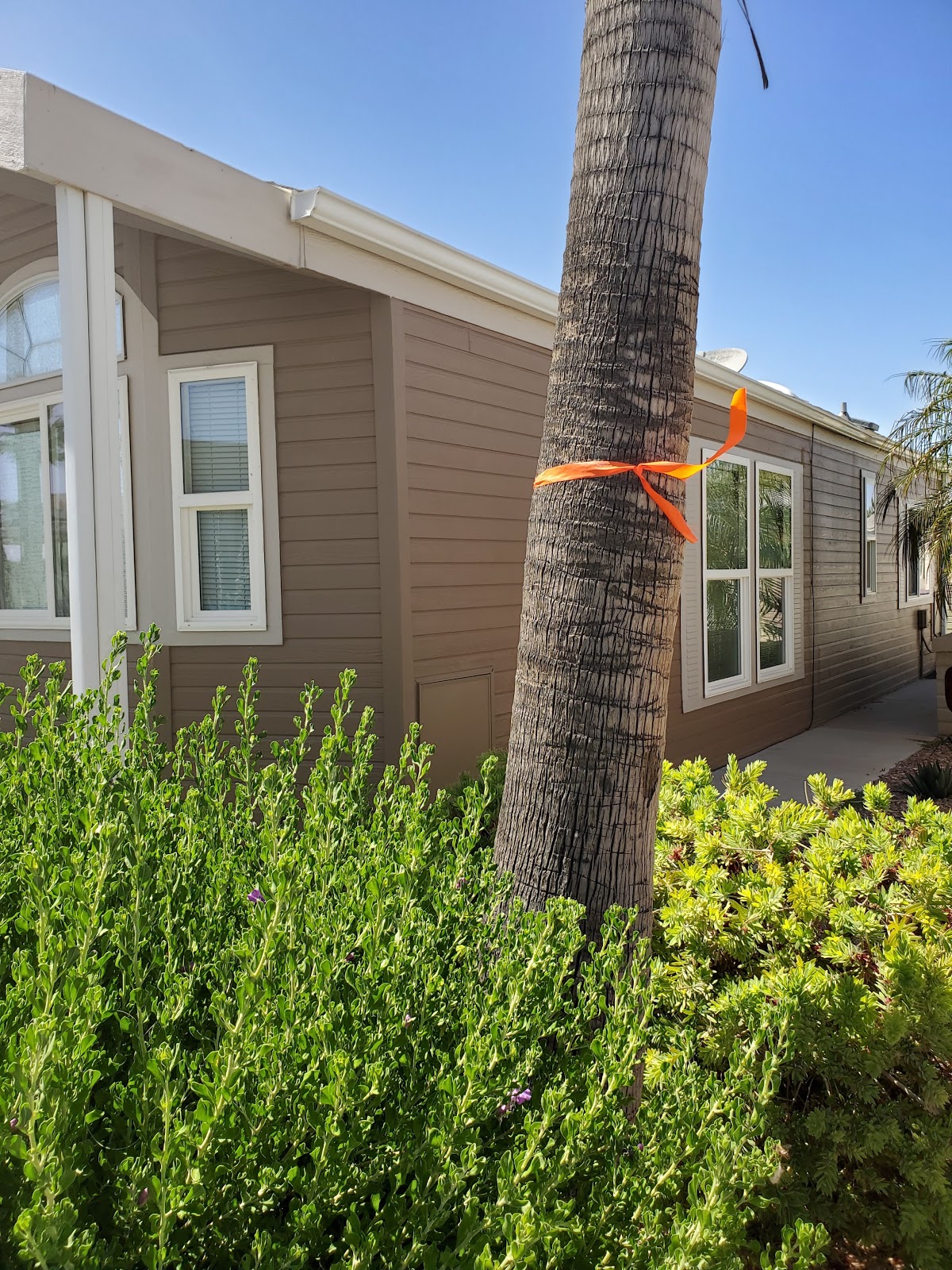 Palm Creek Update Orange Ribbons