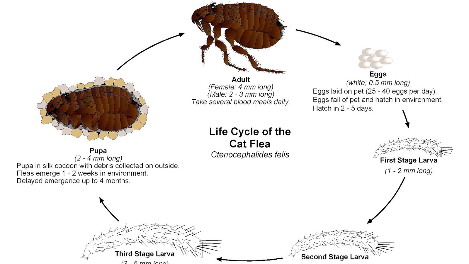 How To Treat Fleas On Cats Cat Choices