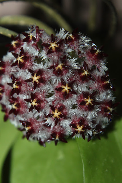 Hoya mindorensis Borneo dark, hairy flowers