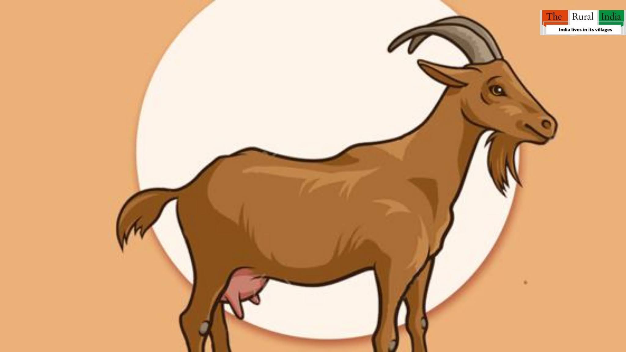Goat farming : बकरी की 5 उन्नत नस्लें