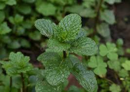 Pudina Benefits in Hindi&Urdu - INDUSPRESS.COM Pudina Ke Fayde | Mint Leaves | Mint Leaves Benefits in Hindi&Urdu