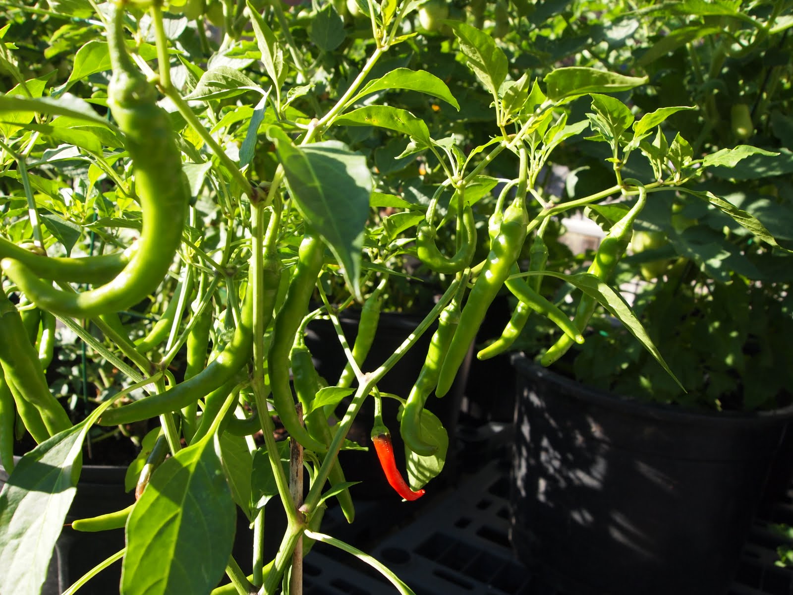 Where the Veggies Are A Summer of Backyard Vegetables
