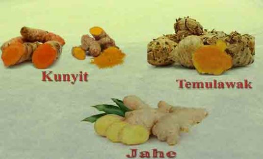 Empon Empon Tanaman Herbal Yang Dipercaya Untuk Menangkal Virus Covid 19 Koran Online Pekalongan Dan Sekitarnya