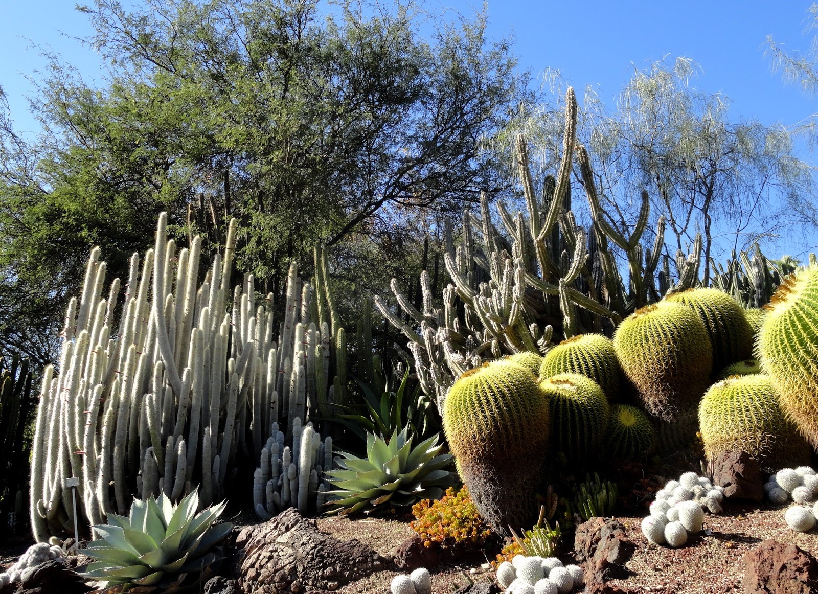 danger garden: Huntington Fridays from 2014, the Desert Garden chapter 1