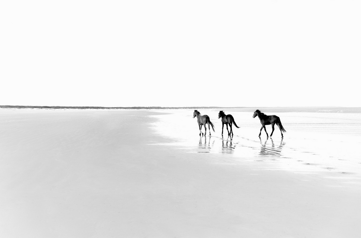 Дикие лошади Камберленд. Остров лошадей. Остров Камберленд. Пляж с дикими животными лошадь.