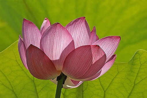 Red Lotus Flower Flower HD Wallpapers Images PIctures Tattoo