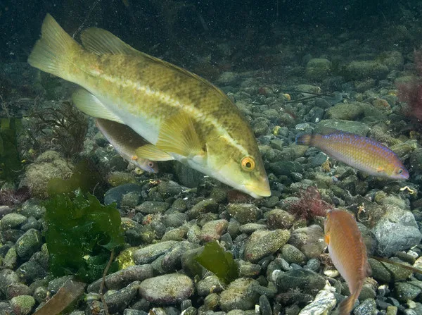 Ballan Wrasse. Photo copyright Paul Naylor/www.marinephoto.co.uk (All Rights Reserved)