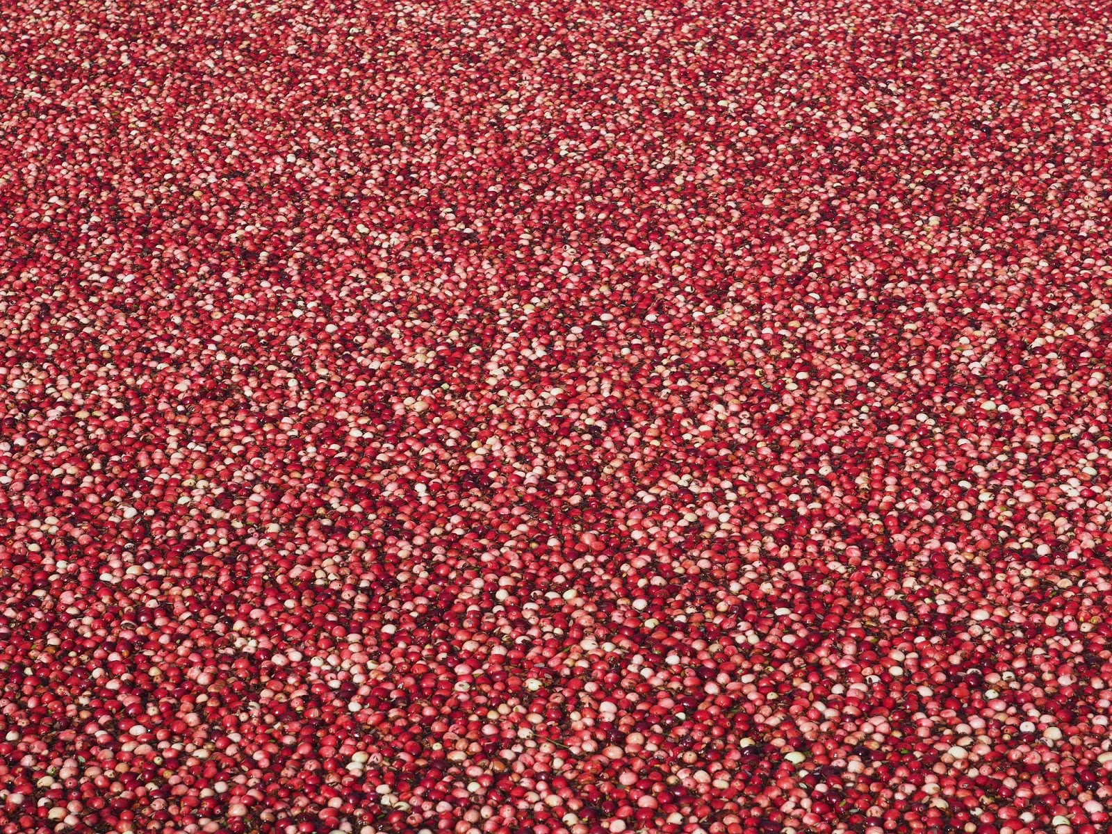 のせぞ的マイペース日記 In Vancouver クランベリー収穫