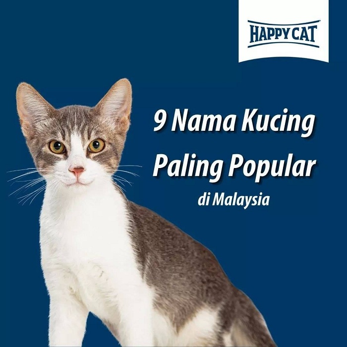 Gambar Kucing Oyen Yang Wow 26 Gambar