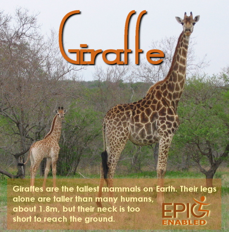 Giraffe Digestion
