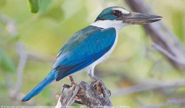 Download Mp3 Masteran Burung Murai Batu Full Isian