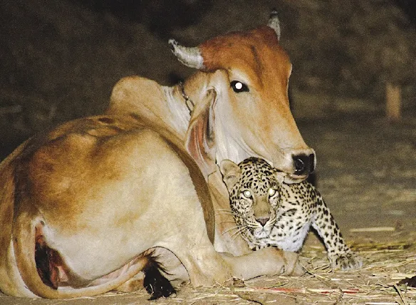 Female leopard befriends a cow for months