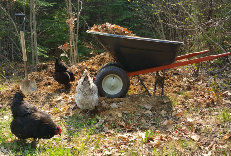 Gardening with Chickens | Fall Cleanup and Fertilizing - Fresh Eggs Daily®