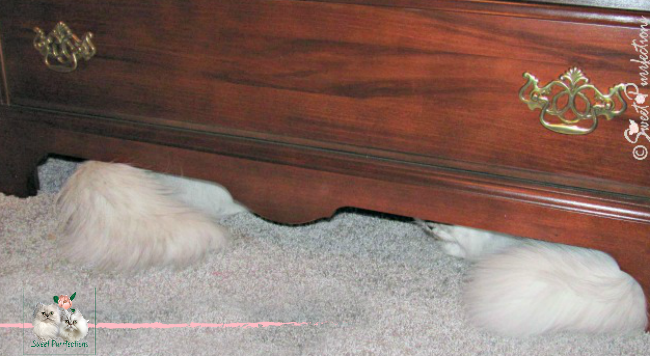 two persian cats hiding under dresser