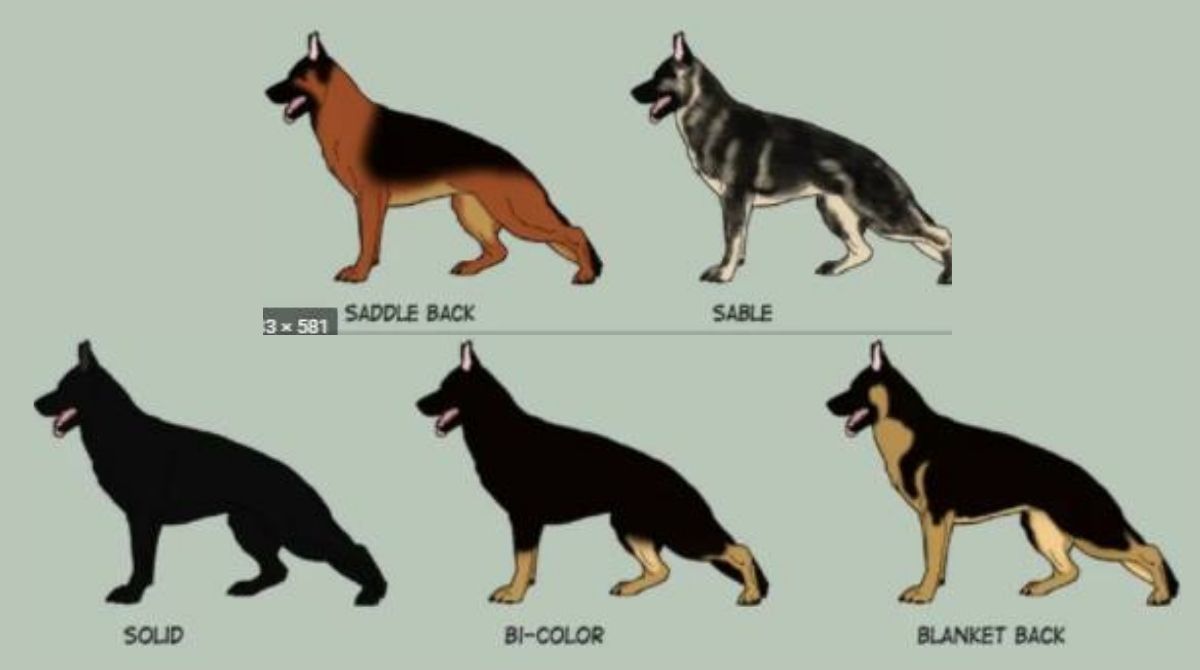 6 Ways Easily Identify Pure German Shepherd Dog Breed Dog Guide