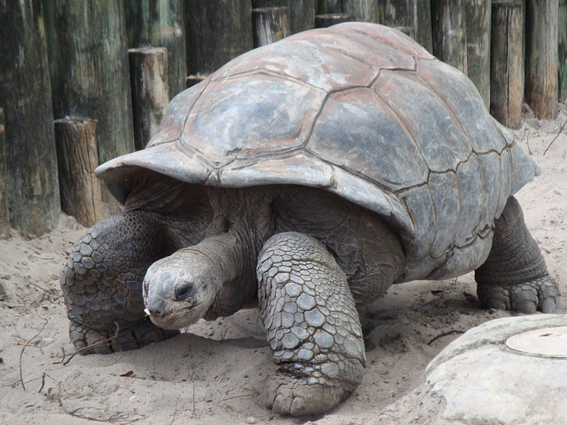 Origem Squirtle Pok mothim origem-squirtle-pok-mothim